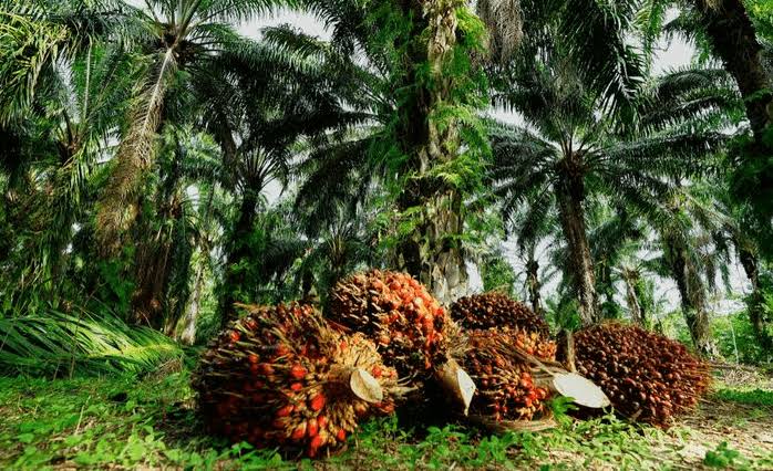 Kenaikan Signifikan! Petani Sawit Riau Rasakan Manisnya Hasil Panen