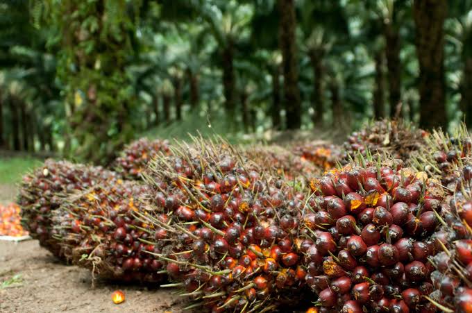 Kenaikan Harga CPO Dongkrak Harga TBS Mitra Plasma Riau