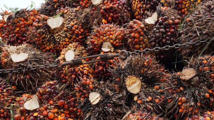 Petani Kelapa Sawit Swadaya Riau Kecewa, Harga TBS Merosot