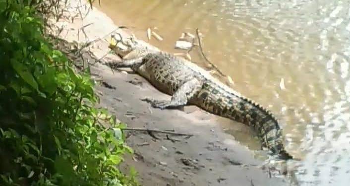 Ngeri! Mandi di Sungai, Bocah di Inhil Tewas Diterkam Buaya