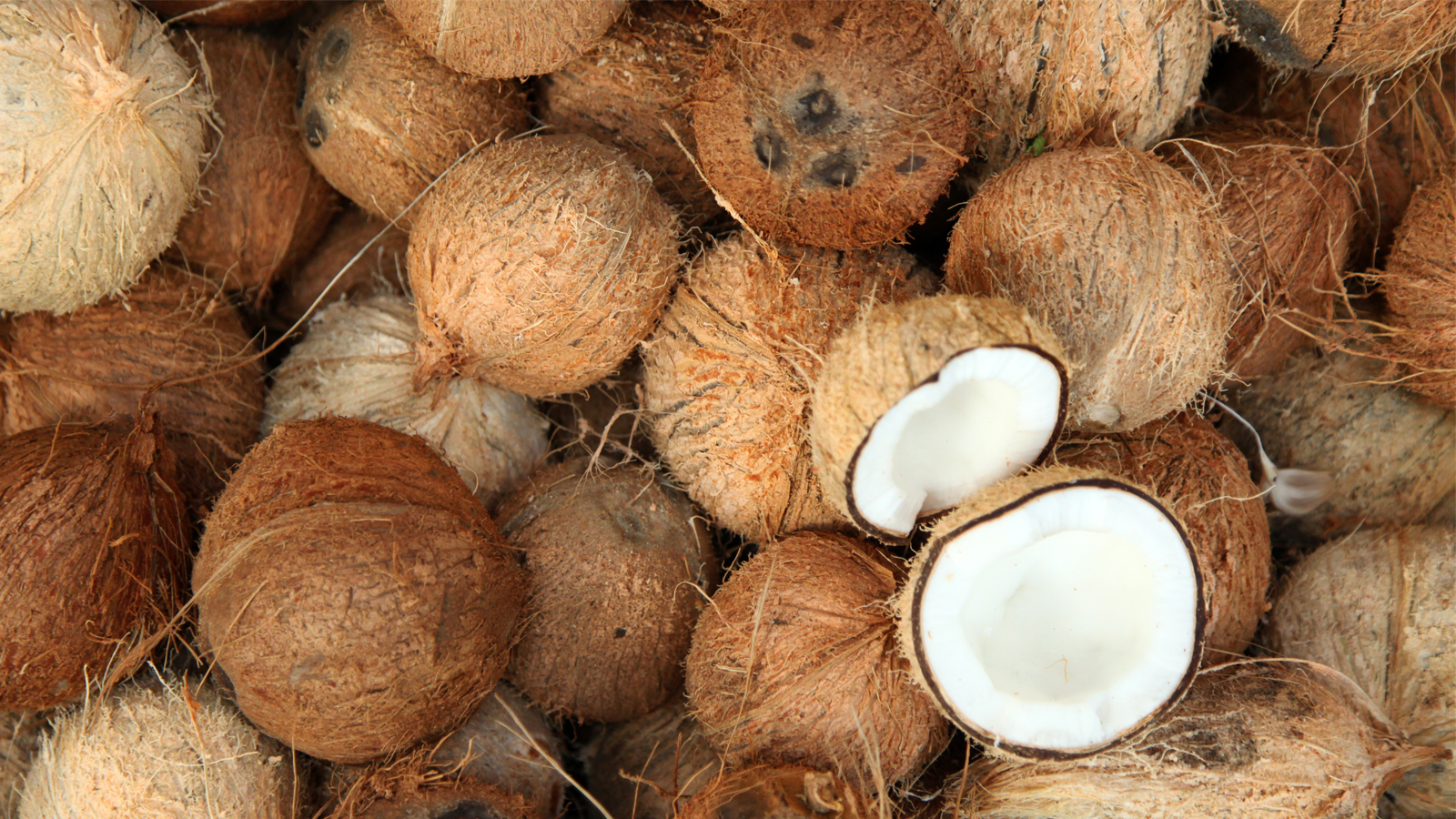 Harga Kelapa di Inhil Alami Kenaikan yang Signifikan