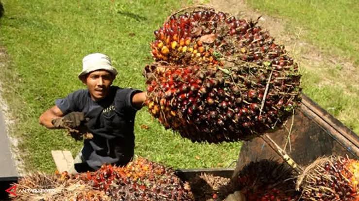 Harga Sawit Meroket, Petani Mitra Plasma Riau Girang!