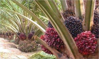 Harga Kelapa Sawit Mitra Plasma Minggu Ini Rp3.294 per Kg