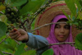 Hari Kopi Sedunia: Menyelisik Biji Istimewa dari Kepulauan Meranti Riau