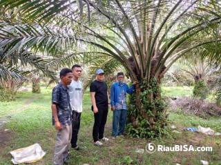 Inilah Bukti Haji Halim Bantu Bibit Sawit Gratis Kelompok Tani Binaannya di Kecamatan Kuantan Hilir Seberang
