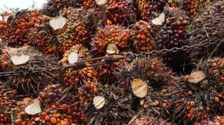 Petani Kelapa Sawit Swadaya Riau Kecewa, Harga TBS Merosot