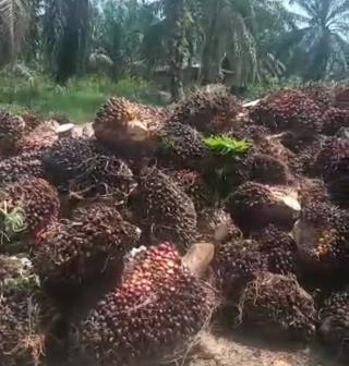 Harga TBS Sawit Mitra Swadaya di Riau Tembus Rp3.453,69/Kg
