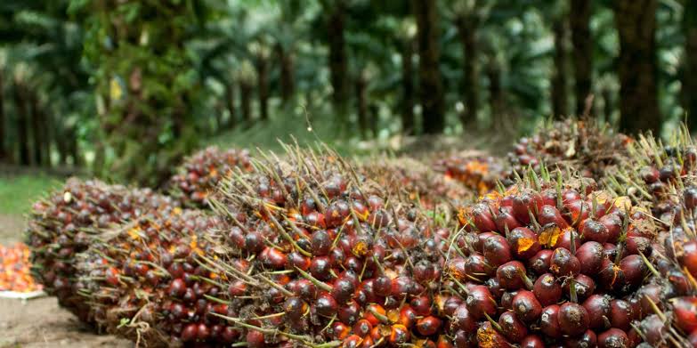 Harga TBS Kelapa Sawit Mitra Plasma Riau Naik Lagi, Capai Rp 3.534 per Kg