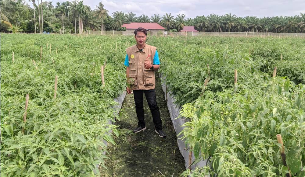 Wiyono, Duta Petani Milenial Asal Kota Dumai, Omzet Pertahun Gak Main-Main