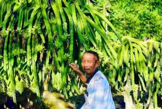 Pakde Sukir Panen 500 Kilogram Buah Naga Setiap Tiga Hari, Raup Untung Rp100 Juta Sebulan