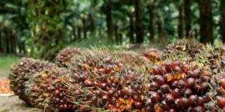 Harga TBS Mitra Plasma Riau Tembus Rp3.675 per Kg