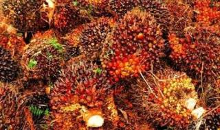 Harga TBS Sawit Swadaya Riau Tembus Rp 3.635,20/Kg, Petani Untung Besar