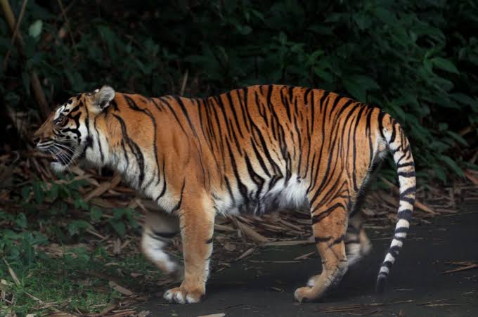 Mencekam Harimau Sumatera Masuk Camp Pekerja PBPH