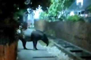 Heboh! Tapir Liar Muncul di Pemukiman Warga Dumai