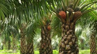 Harga TBS Kelapa Sawit Mitra Plasma Riau Naik, Petani Lega