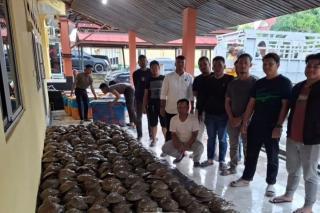 Polres Rohil Amankan Ribuan Belangkas yang akan Dijual