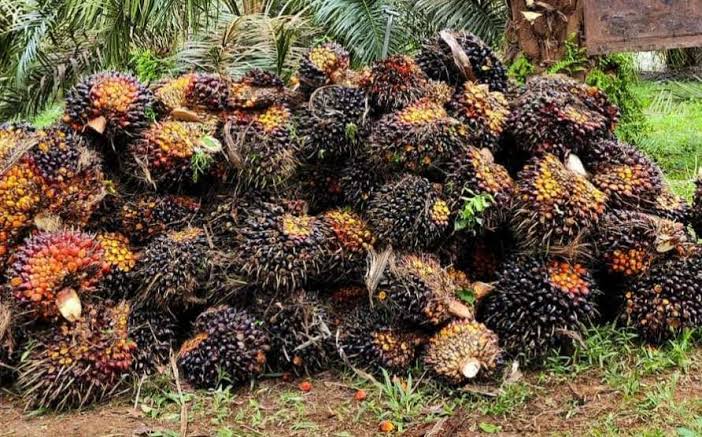 Harga CPO Turun, Kelapa Sawit Mitra Plasma Jadi Rp3.405 per Kg Pekan Ini
