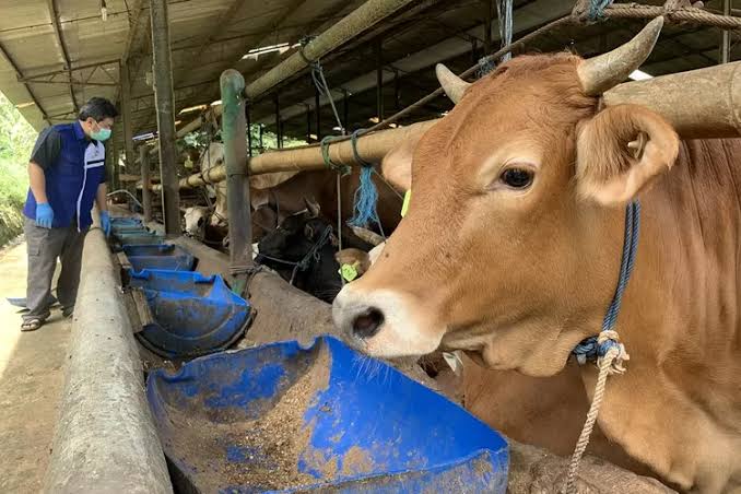 30 Sapi Sembuh dari PMK, Dinas PKH Riau Gencarkan Vaksinasi untuk Cegah Penyebaran