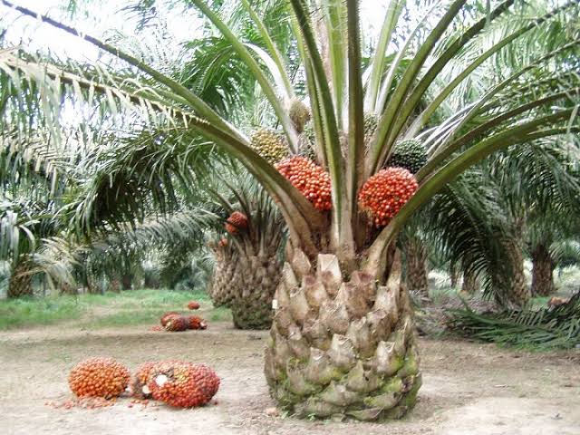 Harga Kelapa Sawit Mitra Plasma Minggu Ini Jadi Rp3.604 per Kg