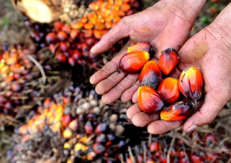 Harga TBS Kelapa Sawit Riau Mitra Swadaya Naik hingga 4 Maret 2025