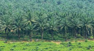 Daftar Harga TBS Kelapa Sawit Mitra Swadaya di Riau Periode 5-11 Februari 2025