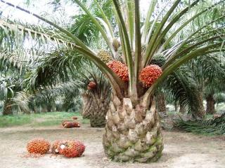 Harga Kelapa Sawit Mitra Plasma Minggu Ini Jadi Rp3.604 per Kg