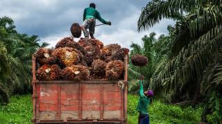 Harga TBS Kelapa Sawit Mitra Swadaya Riau Periode 19-25 Februari 2025 Naik