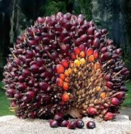 Turun, Kelapa Sawit Mitra Plasma di Riau Minggu Ini Dihargai Rp3.689 per Kg