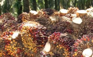 Kelapa Sawit Mitra Plasma di Riau Dihargai Rp3.713 per Kg
