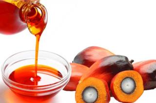 Harga TBS Kelapa Sawit Mitra Swadaya di Riau Rp 3.616,46 per Kg