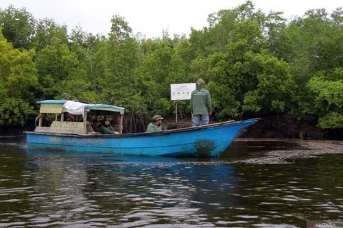Desa Teluk Pambang Sukses Turunkan Laju Kerusakan Hutan Mangrove 96 Persen