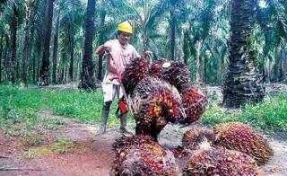 Harga TBS Kelapa Sawit Riau Mitra Swadaya Dibayar Rp3.585,89/Kg hingga 6 Mei 2025