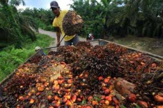 Kelapa Sawit Mitra Plasma Minggu Ini Dihargai Rp3.616 per Kg
