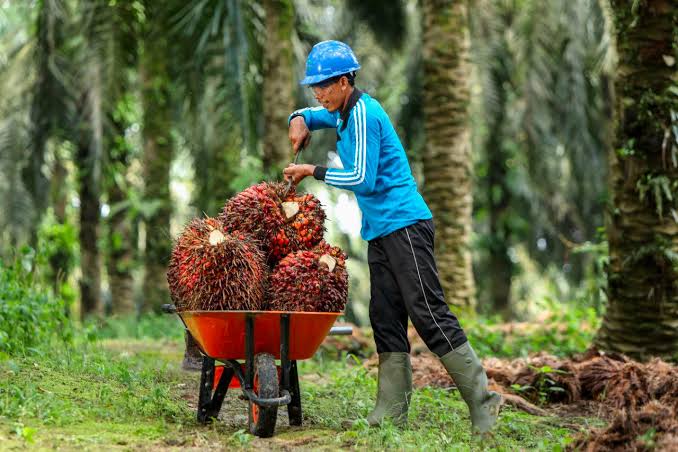 Harga TBS Sawit Riau Minggu Ini Umur 9 Tahun Alami Penurunan
