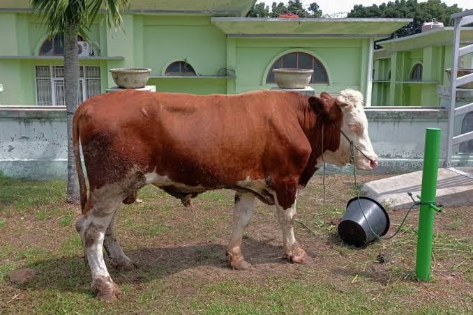 Cegah Penyakit Hewan Kurban, Pemprov Riau Wajibkan SKKH dari Daerah Asal