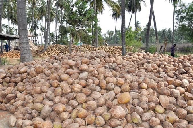 Respon Bupati Inhil terhadap Naik Turunnya Harga Kelapa