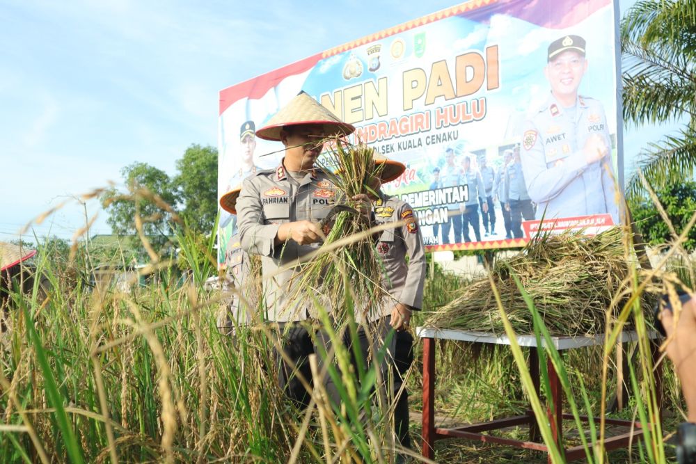 Polres Inhu Panen 1.500 Kg Padi Sanapi
