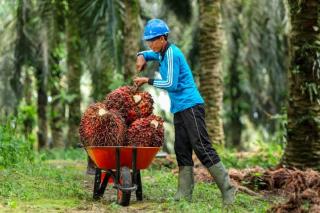 Harga TBS Sawit Riau Minggu Ini Umur 9 Tahun Alami Penurunan
