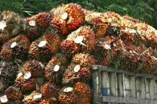 Harga TBS Sawit Mitra Plasma Riau Turun Jadi Rp3.363 per Kg Pekan Ini