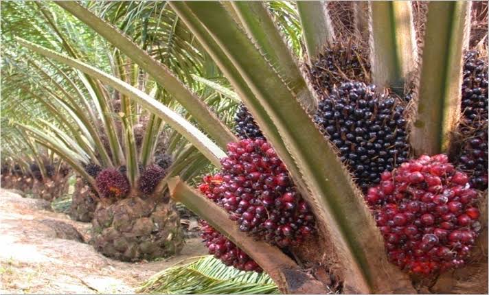 Harga TBS Mitra Swadaya Riau Tembus Rp3.351,72 
