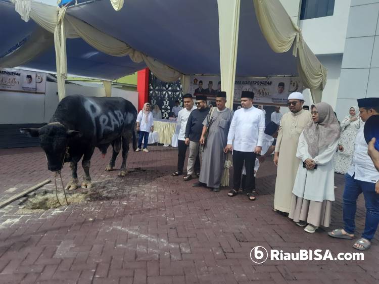 Sapi Simmental Berat 1 Ton Dari Presiden RI Prabowo Disembelih di Kantor DPD Gerindra Riau