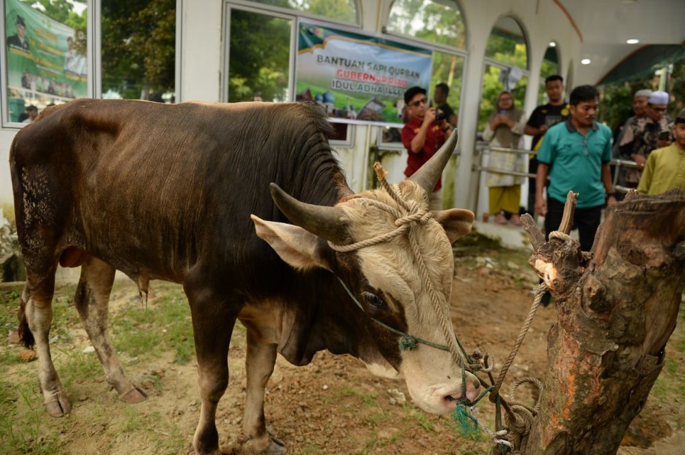 Cinta Almamater: Gubernur Riau Kurbankan Sapi di UIN Suska Riau