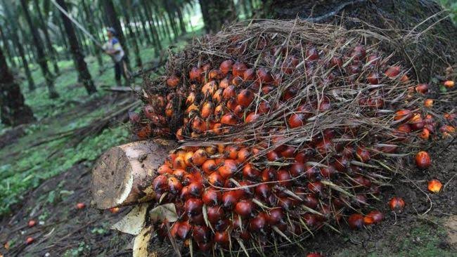 Penurunan Signifikan, Harga TBS Plasma Riau Anjlok 3,36% Pekan Ini