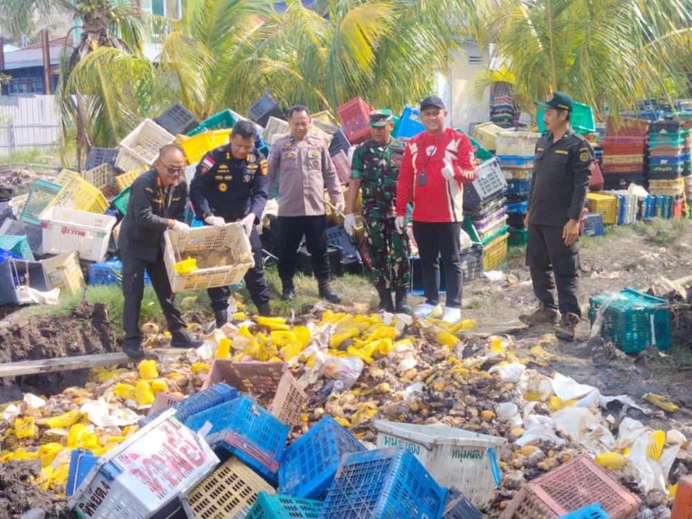 Karantina Riau Musnahkan 25,9 Ton Mangga Ilegal Asal Malaysia di Bengkalis