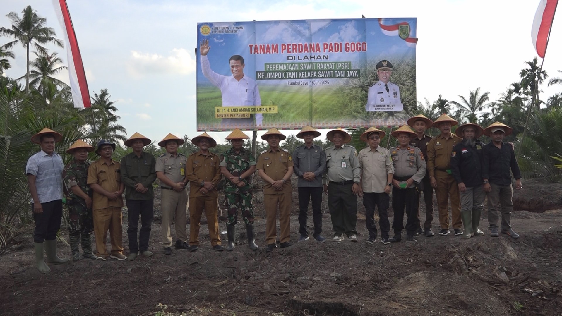 Bupati Inhil Laksanakan Tanam Perdana Padi Gogo di Lahan Sawit Program PSR