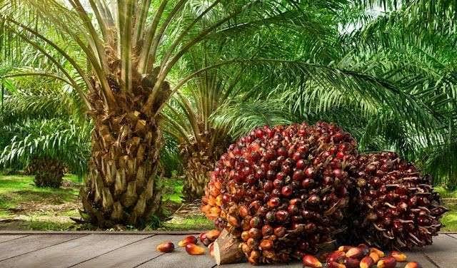 TBS Sawit Swadaya Riau Alami Penurunan Signifikan