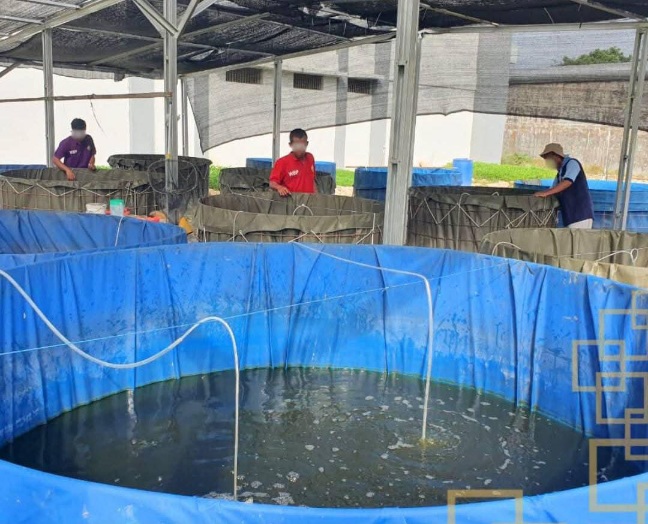 Dukung Ketahanan Pangan, Lapas Narkotika Rumbai Lakukan Perawatan Rutin Hidroponik dan Budidaya Bioflok Ikan Nila