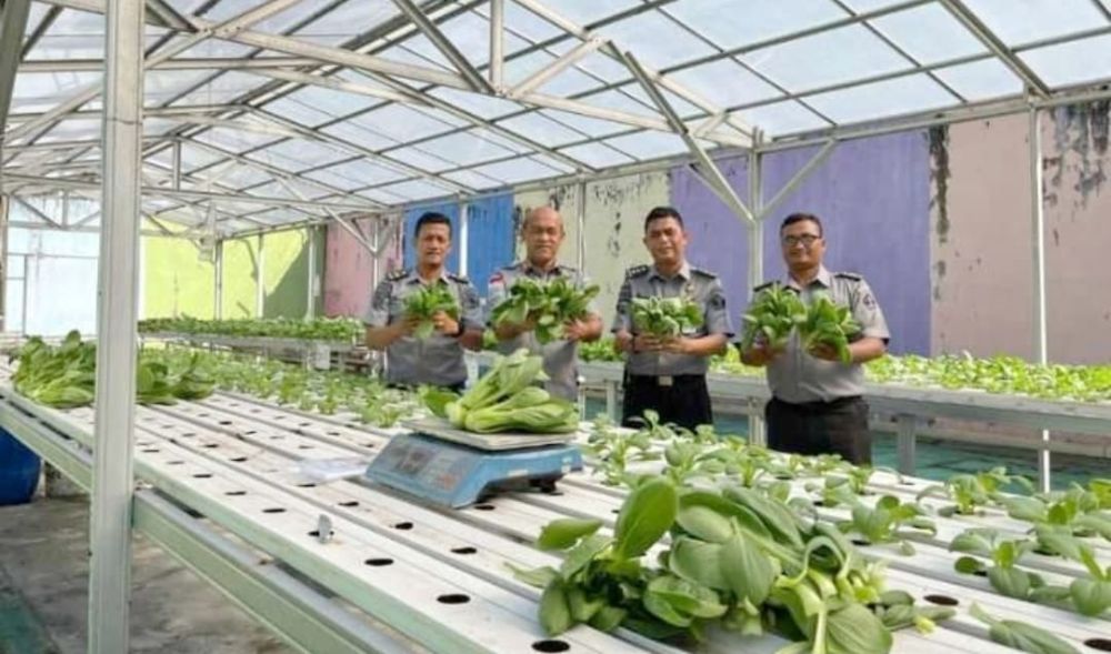 Lapas Pekanbaru Panen Nanas dan Pakcoy Hidroponik