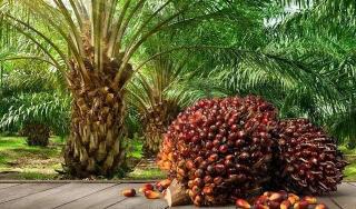 Harga TBS Mitra Plasma Riau Meroket, Tembus Rp3.427 per Kg di Awal Juni