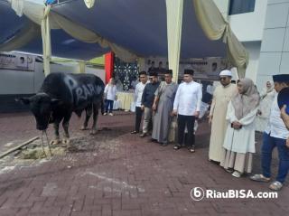 Sapi Simmental Berat 1 Ton Dari Presiden RI Prabowo Disembelih di Kantor DPD Gerindra Riau